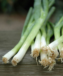 Grow your own Spring Onions 