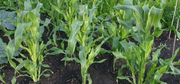 GROWING CORN IN GROW BAGS  A Colorful Ride