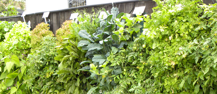 vegetable and herb hanging basket varieties