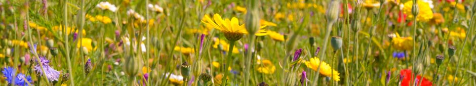 how-to-sow-wild-flower-seeds-thompson-morgan
