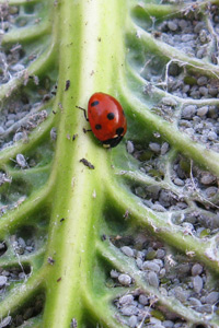 ladybird eating aphids