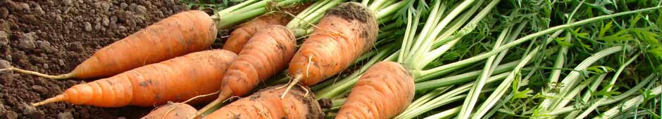 Growing carrots video