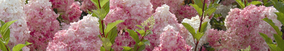 Top varieties recommended by our experts