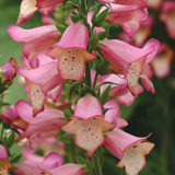 Longest flowering plant for a container - Digitalis 'Illumination Pink'