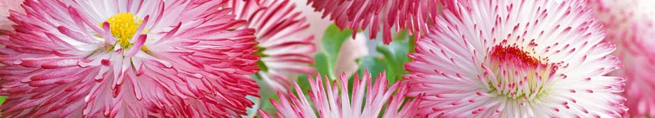 Bellis perennis 'Pomponette' - Thompson & Morgan