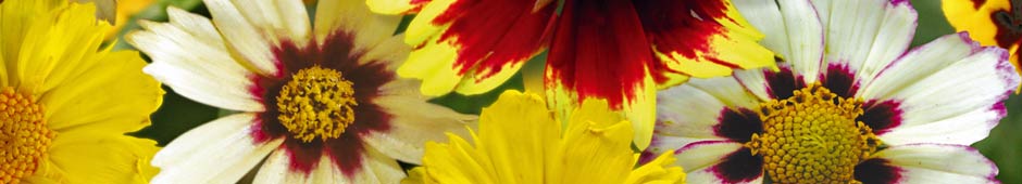 Conserving Annuals and Biennials - Thompson & Morgan