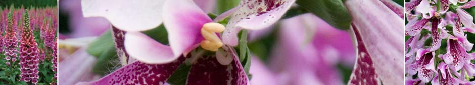 Growing Foxgloves from Seed - Thompson & Morgan
