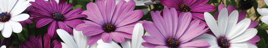 Growing from Seed: From Packet to Soil - Thompson & Morgan