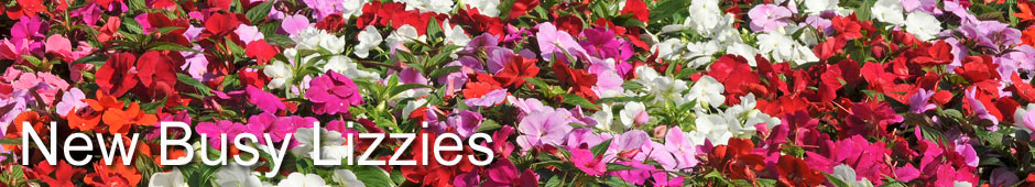 New Guinea Impatiens - free from busy lizzie downy mildew