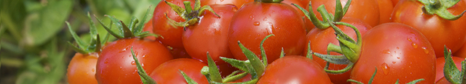 Sowing tomato seeds video