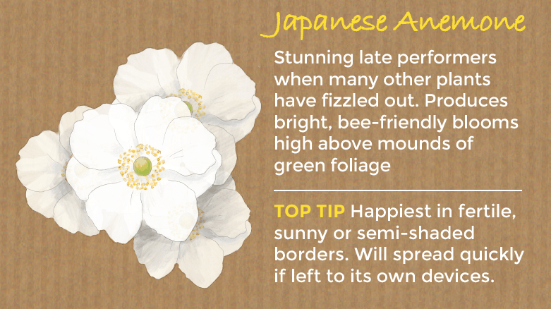 japanese anemone