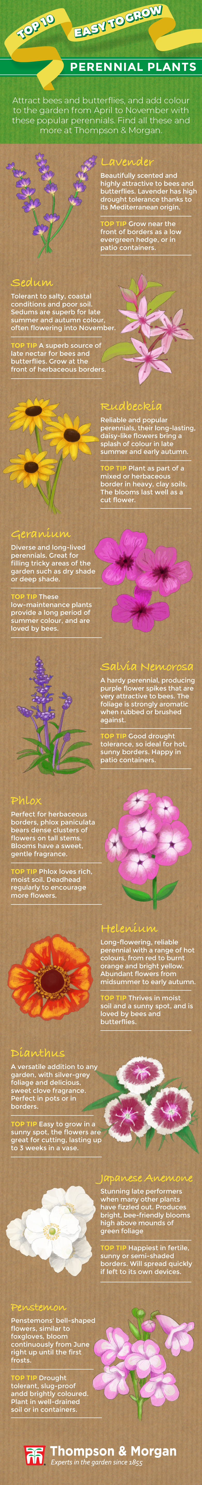 top ten easy perennials infographic from Thompson & Morgan