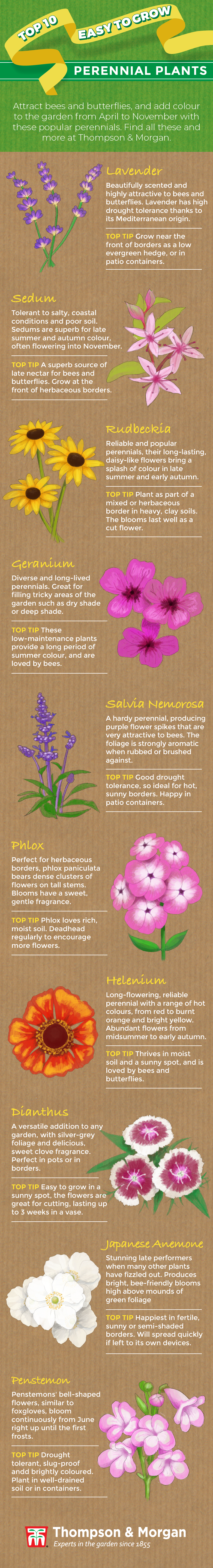 top ten easy perennials infographic from thompson & morgan