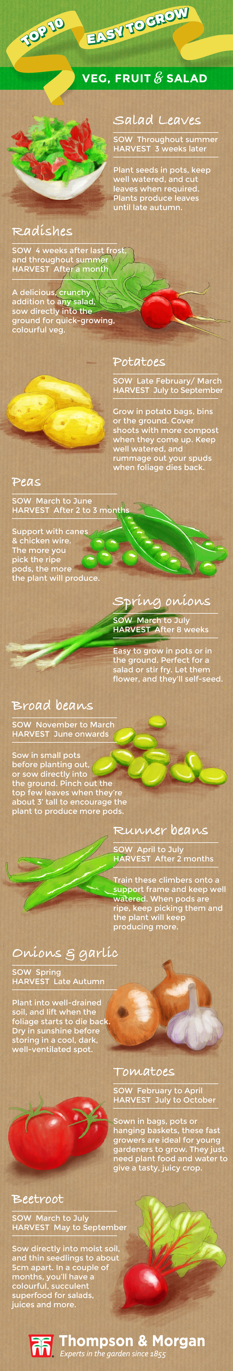 top ten easy to grow vegetables infographic