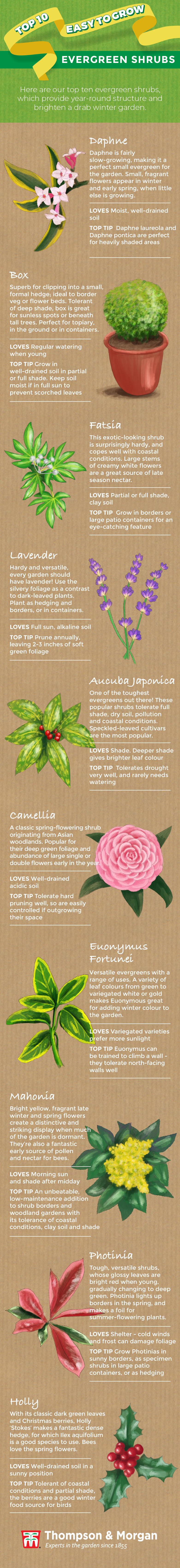 Top 10 Evergreen Shrubs - Thompson & Morgan