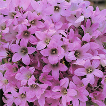 Campanula 'Dwarf Pink'