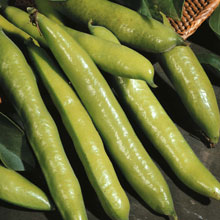 Broad Bean Aquadulce Claudia