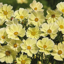 Cosmos bipinnatus 'Xanthos'