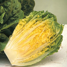 Lettuce Winter Gem