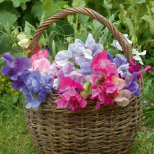 Sweet Pea 'Sweet Dreams'