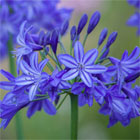 Agapanthus Plants