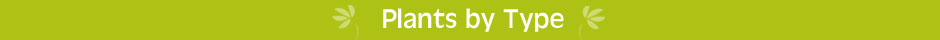 24hour despatch plants by type