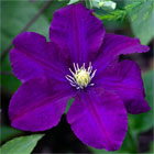 Clematis Plants