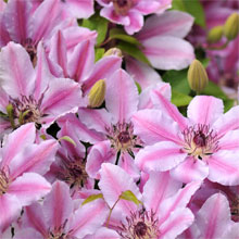 Next Day Despatch Climbing Plants
