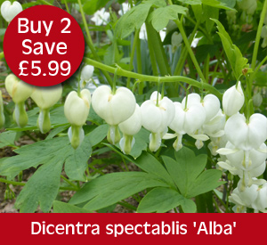 Dicentra spectablis 'Alba'