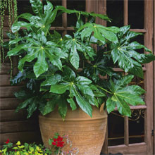 Next Day Despatch Evergreen Plants