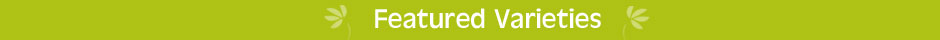 24hour despatch featured varieties