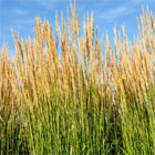 Ornamental Grasses & Bamboos