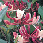 Honeysuckle Plants