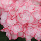 Hydrangea Plants