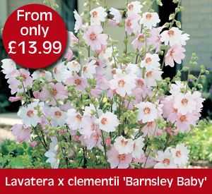Lavatera Barnsley Baby
