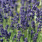 Lavender Plants