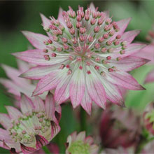 Next Day Despatch Perennial & Biennial Plants