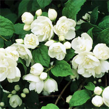Next Day Despatch Scented Plants