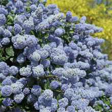 Next Day Despatch Shrubs