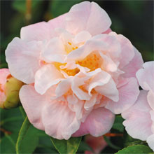 Next Day Despatch Spring Flowering Plants