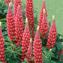 Next Day Despatch Summer Flowering Plants