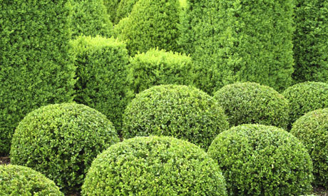 Top Ten Evergreen Shrubs