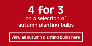 4 for 3 on selected autumn planting bulbs