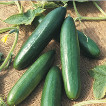 Cucumber Diva