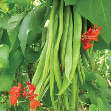 Runner Bean Firestorm