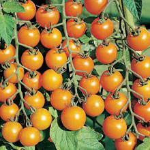 Tomato Sungold