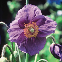Meconopsis baileyi 'Hensol Violet'