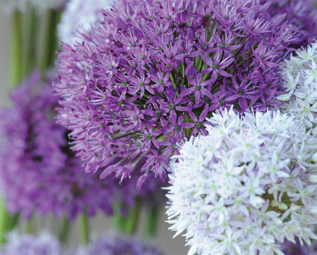 allium big impact