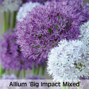 Allium 'Big Impact Mixed'