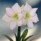Amaryllis Bulbs